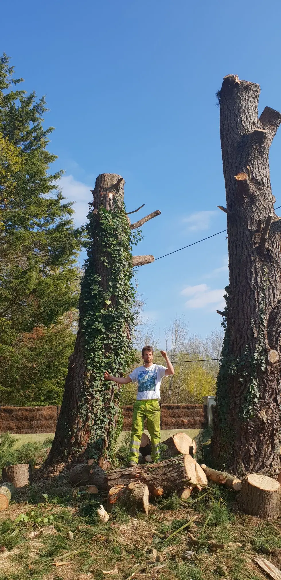 Après - Élagage et taille d'arbres