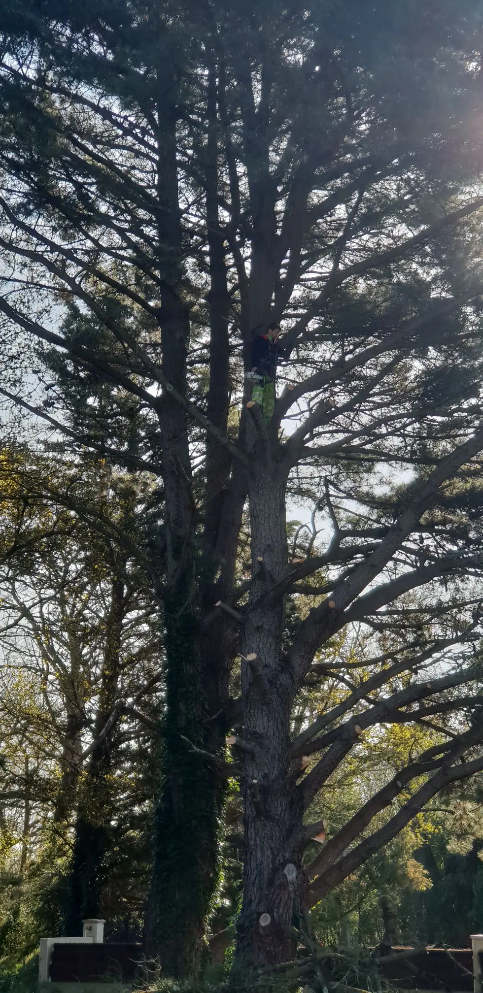 Avant - Élagage et taille d'arbres