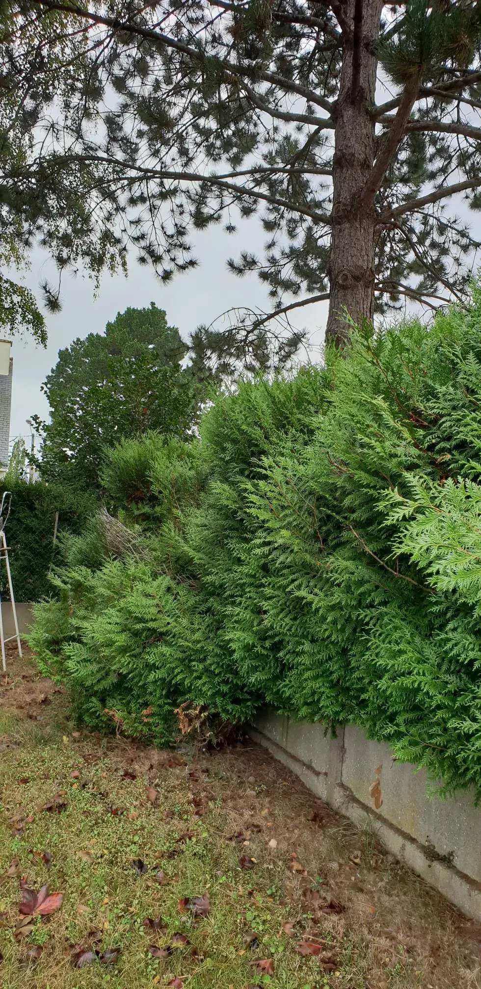 Avant - Taille de haies et bordures